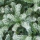 National Tree Company Frosted Newberry Spruce Feel Real Christmas Tree 7.5ft