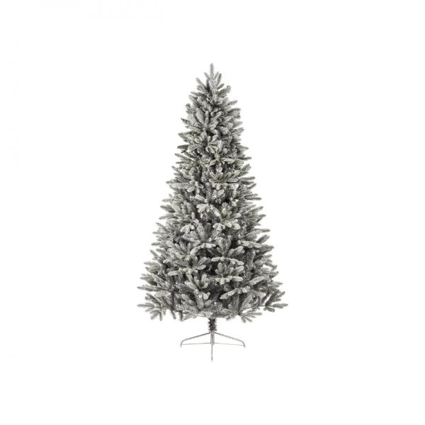 Grey Cherry Pine Tree  2.1m (7')