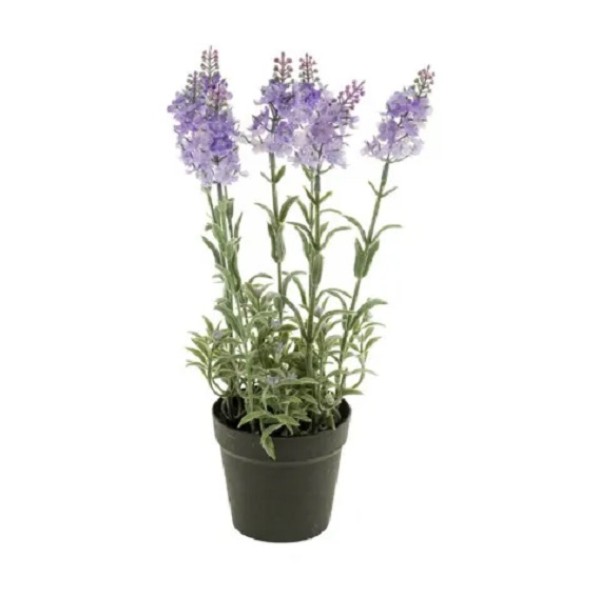 Lavender In Pot Plastic 3 Assorted Colours 800799