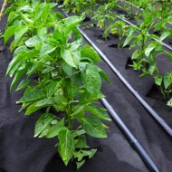 Weed Control Barrier 1m X 50m